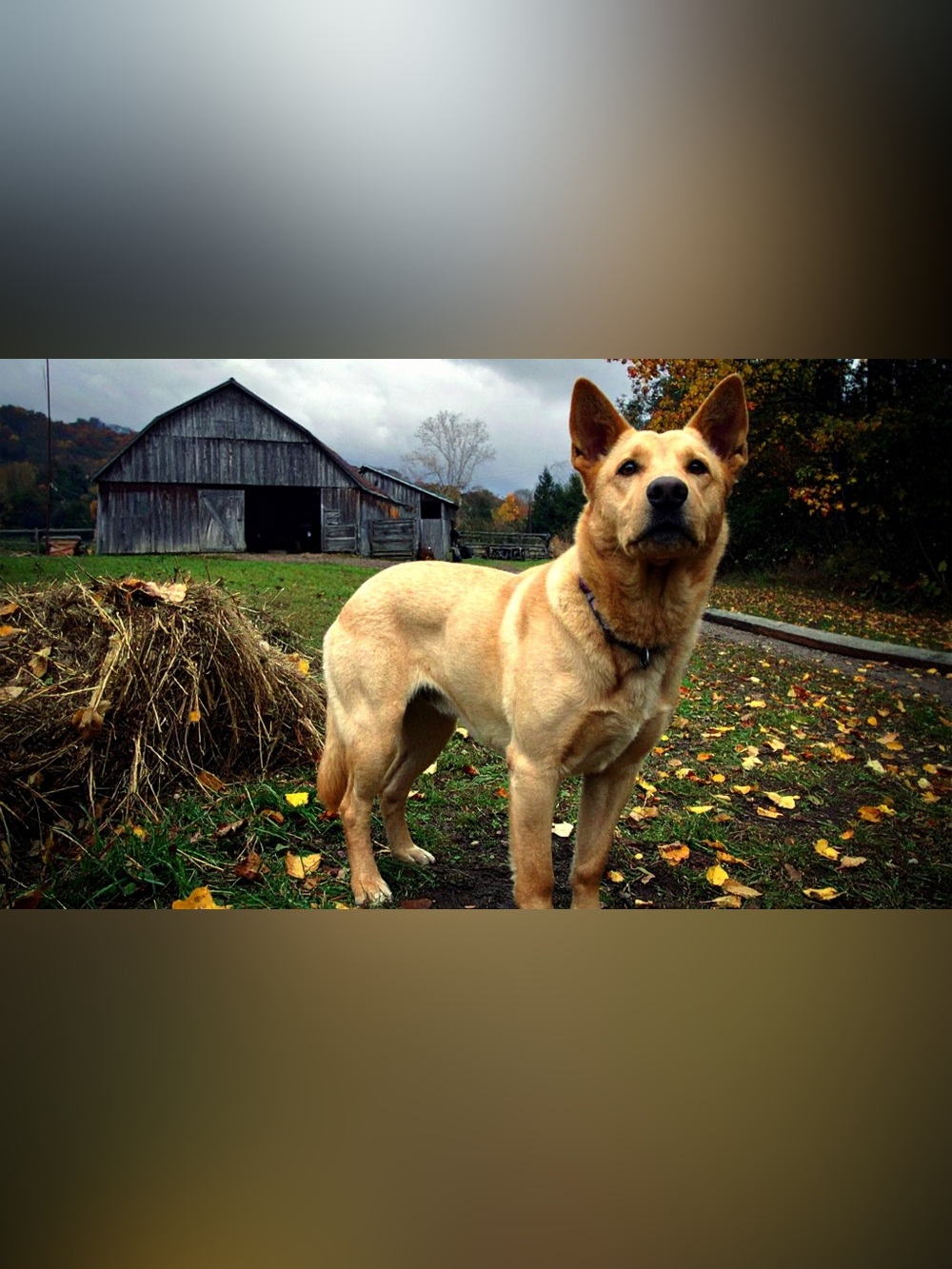 Rustic Farm Dog Photography Print - Tan Dog Art